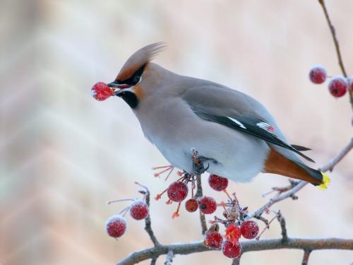 Певчие птицы для дома. Свиристель в домашних условиях