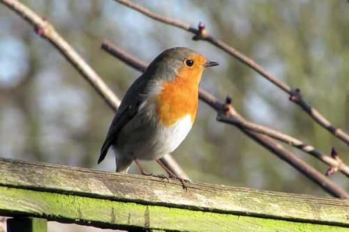 Какие птицы поют. Птицы, которые поют по ночам