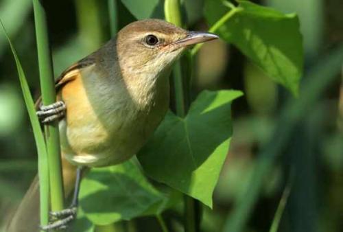 Какие птицы поют. Птицы, которые поют по ночам