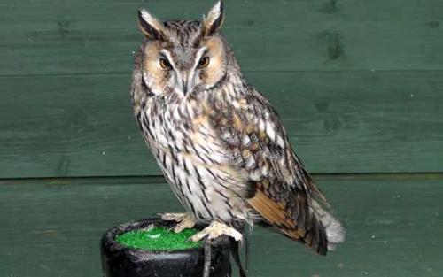 Какие птицы поют. Птицы, которые поют по ночам