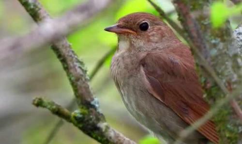 Какие птицы поют. Птицы, которые поют по ночам