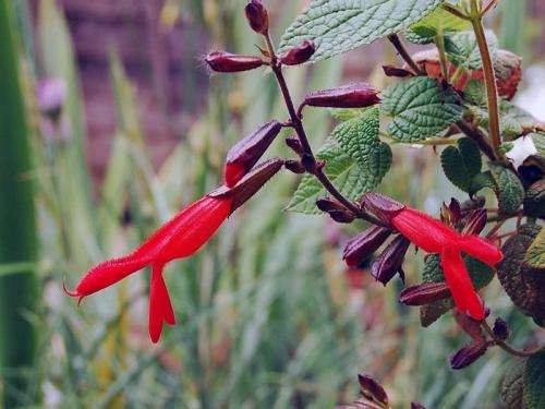 Сальвия сверкающая и мучнистая: как вырастить красавицу на вашем участке 01 Сальвия сверкающая и мучнистая: как вырастить красавицу на вашем участке 01