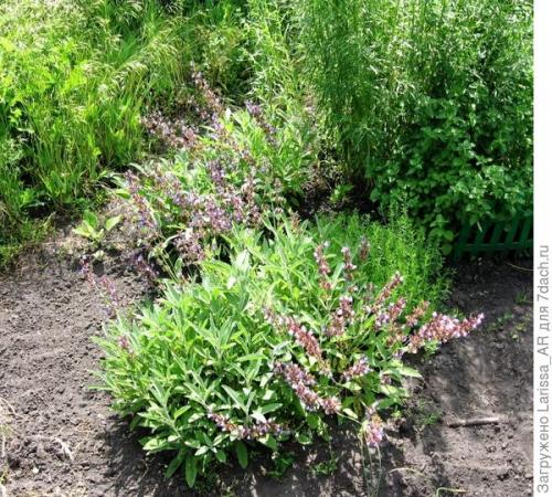 Можно ли использовать семена сальвии несколько лет подряд. Нравится коллекционировать шалфеи? Тогда вам - в Seedspost.ru!