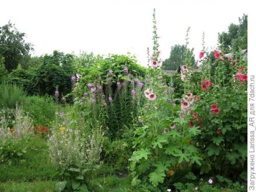 Можно ли использовать семена сальвии несколько лет подряд. Нравится коллекционировать шалфеи? Тогда вам - в Seedspost.ru!