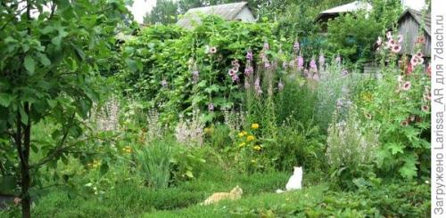 Можно ли использовать семена сальвии несколько лет подряд. Нравится коллекционировать шалфеи? Тогда вам - в Seedspost.ru!