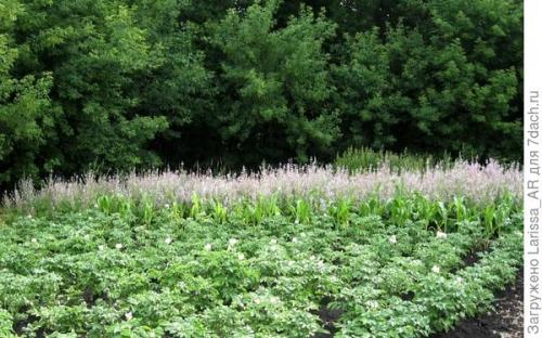 Можно ли использовать семена сальвии несколько лет подряд. Нравится коллекционировать шалфеи? Тогда вам - в Seedspost.ru!
