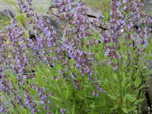 В какое время года лучше сеять семена сальвии. Описание сальвии