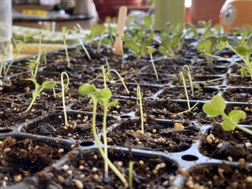 Как определить, что семена сальвии испортились. Немного о сроках хранения семян