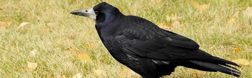 Звуки грача