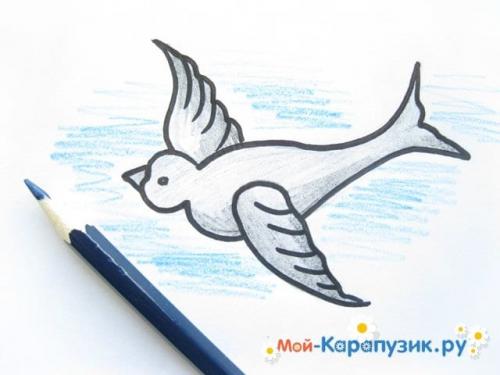 Ласточка птица рисунок. Как нарисовать ласточку карандашом поэтапно.