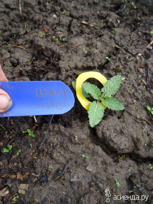 Почему шалфей не выживает зимой, несмотря на правильный уход. Зимостойкость шалфея в подмосковье