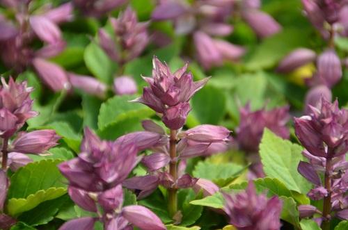 Огненные штрихи в вашем саду: красота сальвии 05