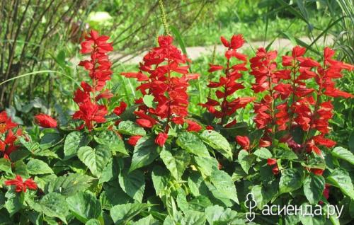 Сколько видов сальвии существует. Разновидности сальвии