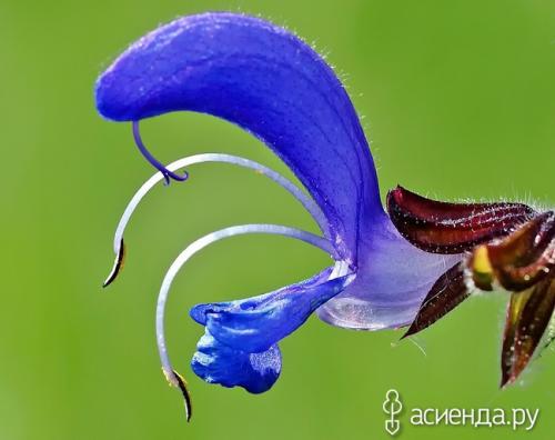 Сколько видов сальвии существует. Разновидности сальвии