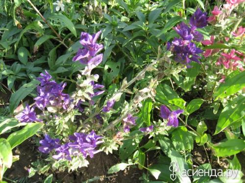 Сколько видов сальвии существует. Разновидности сальвии