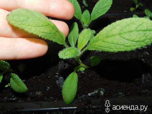 Как определить, когда рассада сальвии готова к пикировке. Сальвия такая разная... пора пикировать