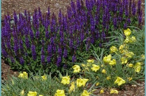 Какой климат и почва нужны для успешной зимовки шалфея. Уход