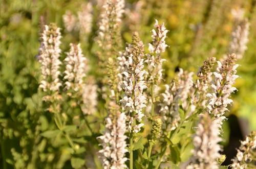 Огненные штрихи в вашем саду: красота сальвии 06