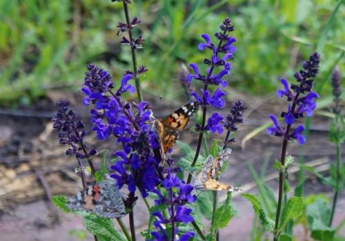Какие растения хорошо сочетаются с сальвией. Шалфей дубравный — описание растения