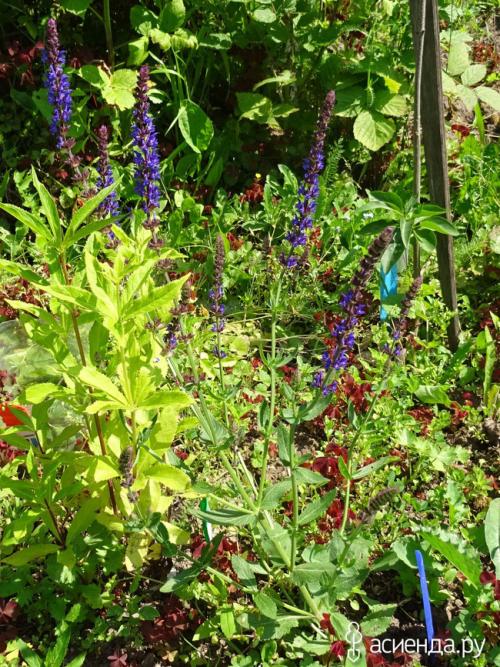 Почему шалфей не выживает зимой, несмотря на правильный уход. Зимостойкость шалфея в подмосковье