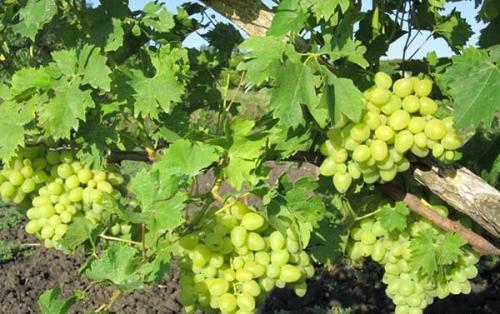 Лучшие сорта винограда столовые. Лучшие столовые сорта винограда: топ-15