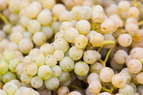 Виноград Цитронный Магарача описание сорта. Описание и технология выращивания винограда сорта Цитронный Магарача