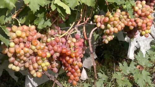 Лучшие сорта винограда столовые. Лучшие столовые сорта винограда: топ-15