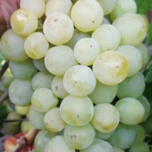 Каталог винограда. Каталог