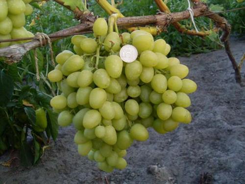 Лучшие сорта винограда столовые. Лучшие столовые сорта винограда: топ-15