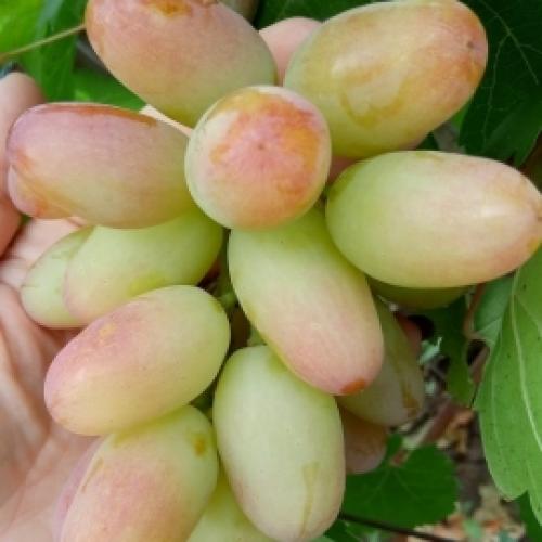 Каталог винограда. Каталог