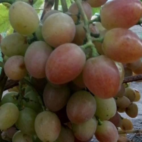 Каталог винограда. Каталог