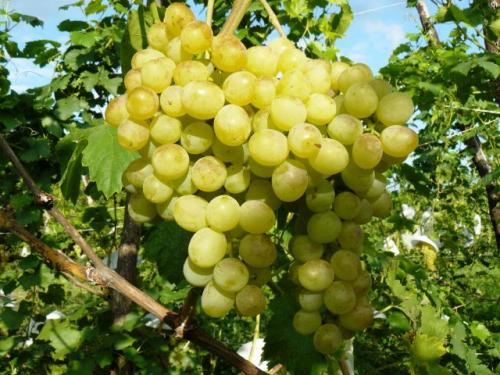 Самые лучшие сорта винограда столового. Что значит столовый сорт 04 Самые лучшие сорта винограда столового. Что значит столовый сорт 04