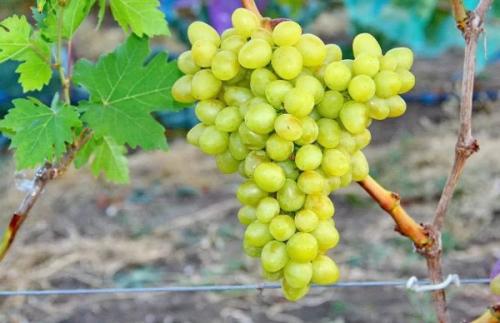 Лучшие сорта винограда столовые. Лучшие столовые сорта винограда: топ-15