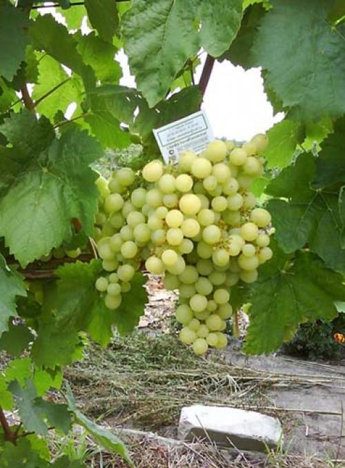 Лучшие сорта винограда столовые. Лучшие столовые сорта винограда: топ-15