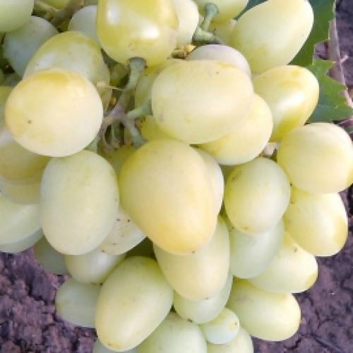 Каталог винограда. Каталог