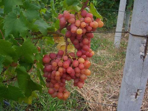 Лучшие сорта винограда столовые. Лучшие столовые сорта винограда: топ-15