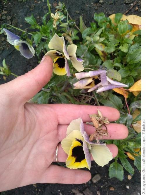 ОСЕННИЙ сбор семян с цветов. Заготовка семян и уход за почвой, где росли неприхотливые и красивые цветы