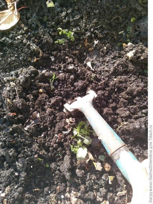 ОСЕННИЙ сбор семян с цветов. Заготовка семян и уход за почвой, где росли неприхотливые и красивые цветы