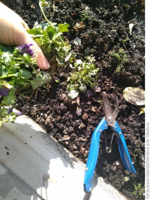 ОСЕННИЙ сбор семян с цветов. Заготовка семян и уход за почвой, где росли неприхотливые и красивые цветы