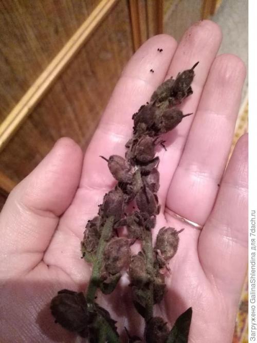 ОСЕННИЙ сбор семян с цветов. Заготовка семян и уход за почвой, где росли неприхотливые и красивые цветы