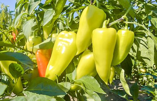 Какие ошибки чаще всего совершают новички при сборе семян. Учимся отбирать семена по-новому