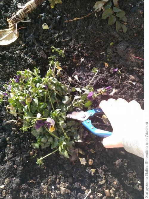 ОСЕННИЙ сбор семян с цветов. Заготовка семян и уход за почвой, где росли неприхотливые и красивые цветы