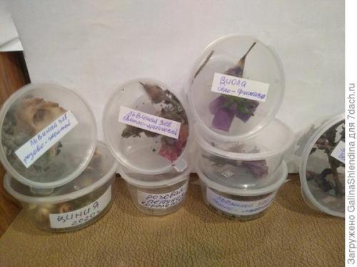 ОСЕННИЙ сбор семян с цветов. Заготовка семян и уход за почвой, где росли неприхотливые и красивые цветы