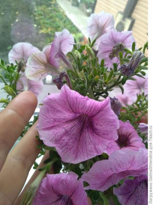 ОСЕННИЙ сбор семян с цветов. Заготовка семян и уход за почвой, где росли неприхотливые и красивые цветы