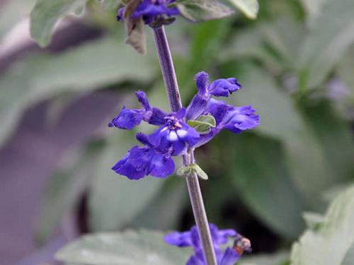 Какова форма семян сальвии. Выбор сорта для посадки