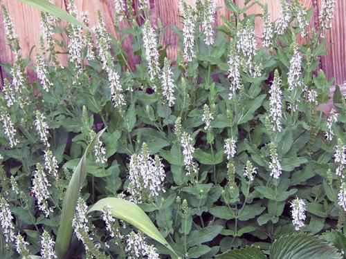 Какова форма семян сальвии. Выбор сорта для посадки