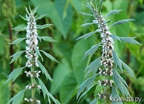 В чем разница между семенами сальвии и семенами других растений семейства Яснотковые. Растения семейства Яснотковые