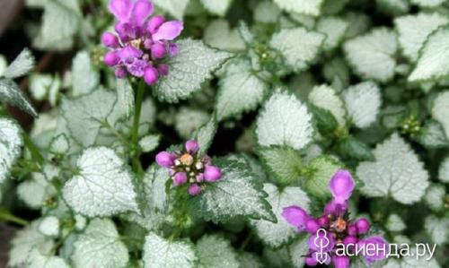 В чем разница между семенами сальвии и семенами других растений семейства Яснотковые. Растения семейства Яснотковые