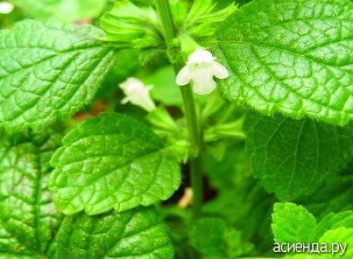 В чем разница между семенами сальвии и семенами других растений семейства Яснотковые. Растения семейства Яснотковые