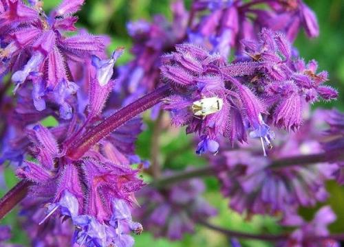 Какова форма семян сальвии. Выбор сорта для посадки